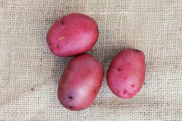 Kiwi potatoes: variety characteristics, reviews