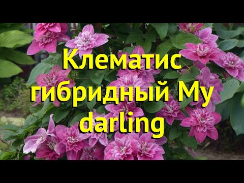 Клематис Май Дарлинг: отзывы и описание