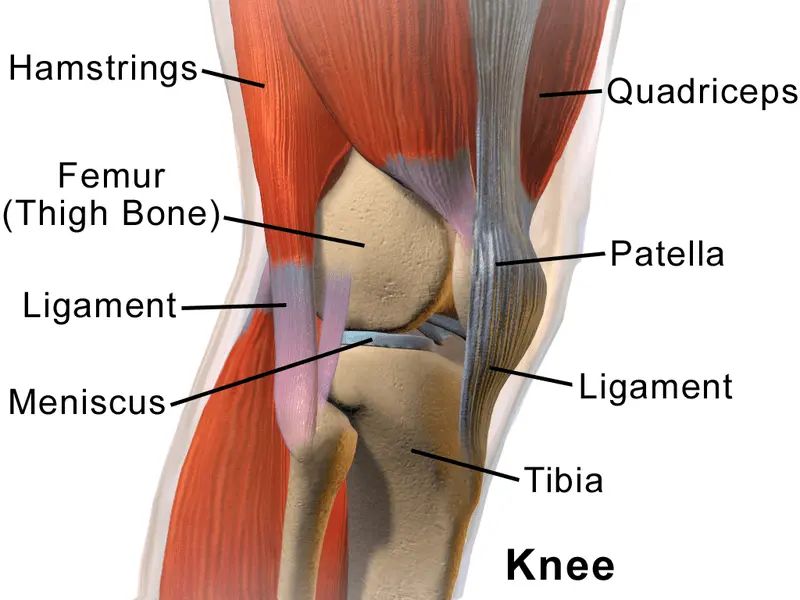 Knee joints &#8211; structure, examinations, the most common diseases. Diet and exercises for the knee joints