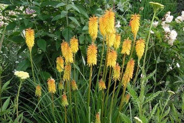 Knifofia flower: care and cultivation from seeds at home, photo