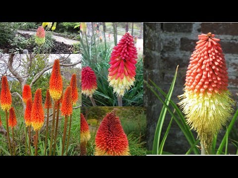 Knifofia flower: care and cultivation from seeds at home, photo