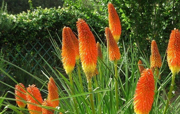 Knifofia flower: care and cultivation from seeds at home, photo