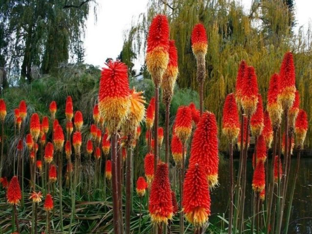 Knifofia flower: care and cultivation from seeds at home, photo