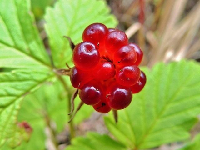 Knyazhenika: what kind of berry, photo and description, taste, reviews, benefits, video