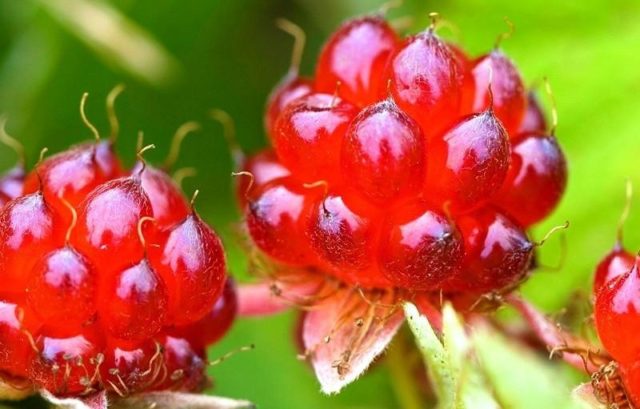 Knyazhenika: what kind of berry, photo and description, taste, reviews, benefits, video