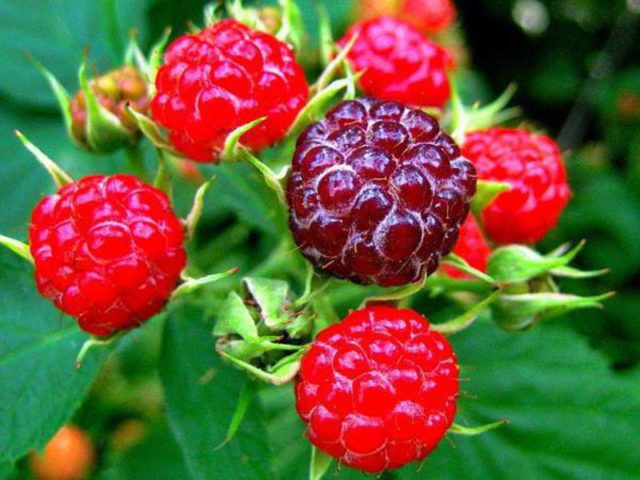 Knyazhenika: what kind of berry, photo and description, taste, reviews, benefits, video