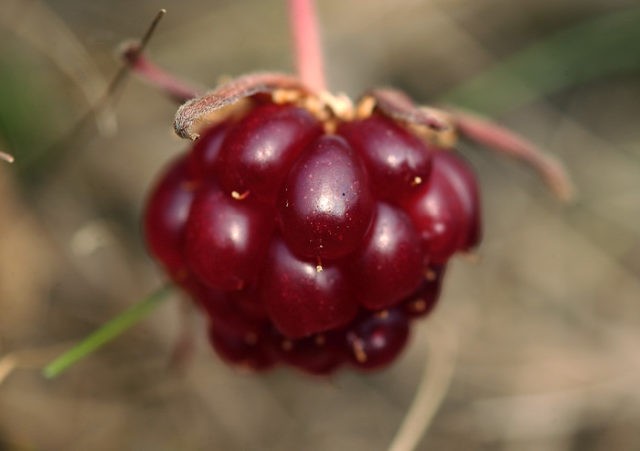 Knyazhenika: what kind of berry, photo and description, taste, reviews, benefits, video