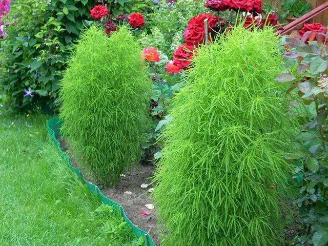 Kochia (summer cypress): planting seeds, when to plant on seedlings