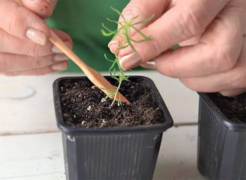 Kochia (summer cypress): planting seeds, when to plant on seedlings