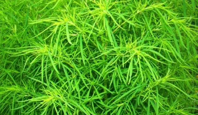 Kochia (summer cypress): planting seeds, when to plant on seedlings