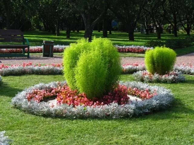 Kochia (summer cypress): planting seeds, when to plant on seedlings