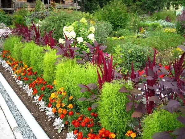 Kochia (summer cypress): planting seeds, when to plant on seedlings