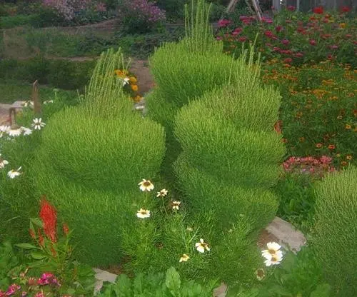 Kochia (summer cypress): planting seeds, when to plant on seedlings