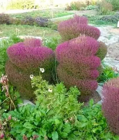 Kochia (summer cypress): planting seeds, when to plant on seedlings