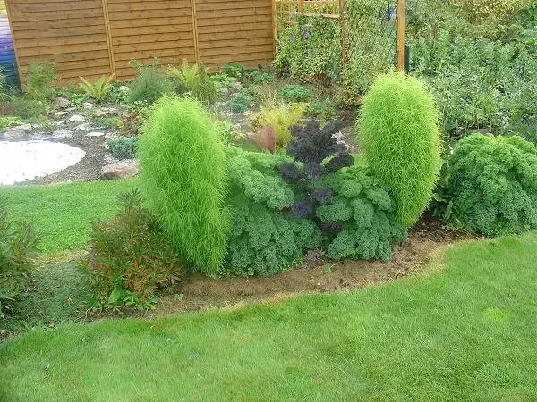 Kochia (summer cypress): planting seeds, when to plant on seedlings