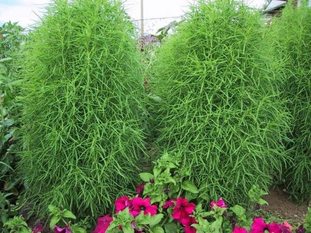 Kochia (summer cypress): planting seeds, when to plant on seedlings