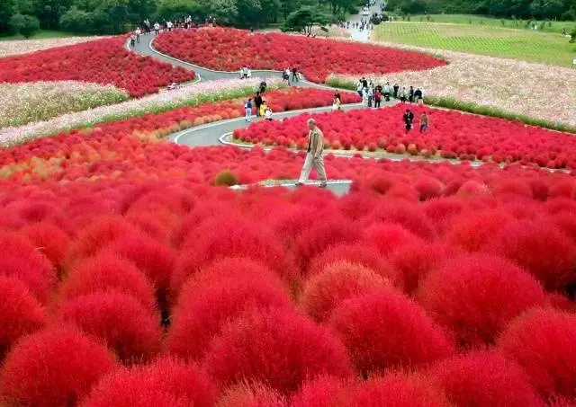 Kochia (summer cypress): planting seeds, when to plant on seedlings