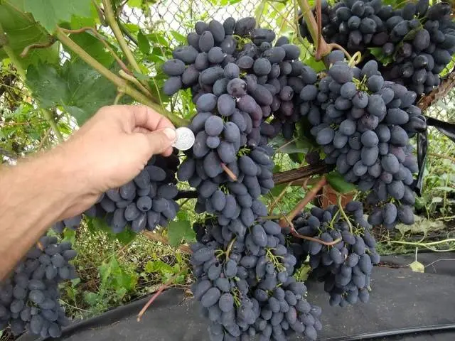 Kodryanka grapes