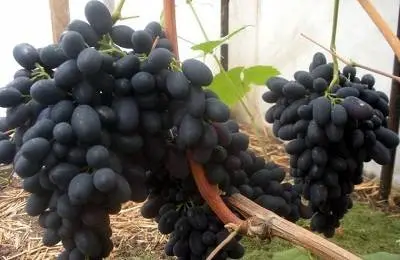 Kodryanka grapes