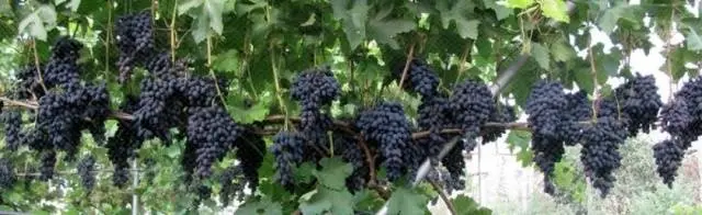 Kodryanka grapes