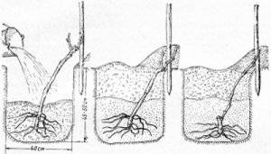 Kodryanka grapes