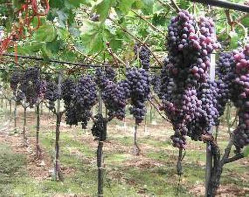 Kodryanka grapes