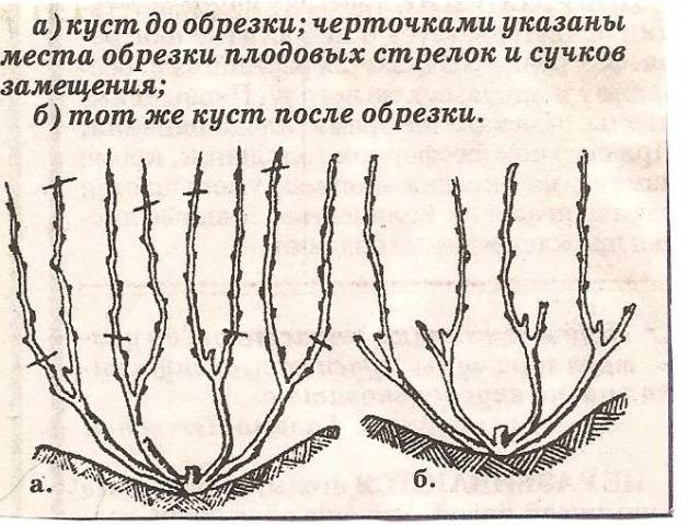 Kodryanka grapes