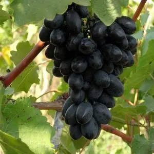 Kodryanka grapes