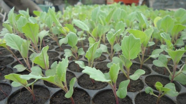 Kohlrabi cabbage: growing in open ground with seedlings and seeds