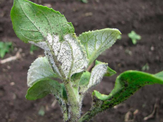 Kohlrabi cabbage: growing in open ground with seedlings and seeds