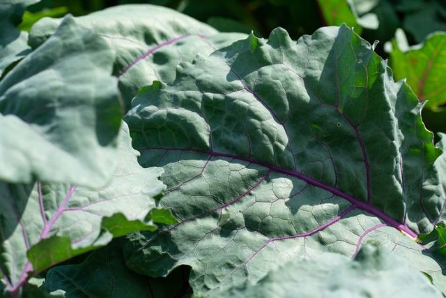 Kohlrabi cabbage: useful properties and contraindications