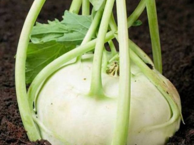 Kohlrabi cabbage: useful properties and contraindications