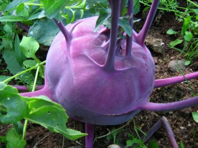 Kohlrabi cabbage: useful properties and contraindications