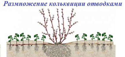 Kolkvitsia is lovely: photos and descriptions of varieties, reviews, frost resistance