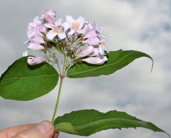 Kolkvitsia is lovely: photos and descriptions of varieties, reviews, frost resistance