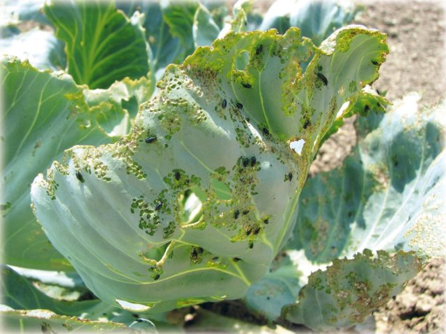 Kolya cabbage variety: characteristics, planting and care, reviews