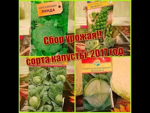 Kolya cabbage variety: characteristics, planting and care, reviews