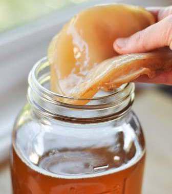 Kombucha: care for him, instructions and rules of maintenance