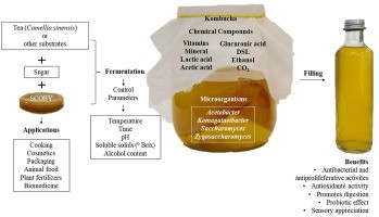 Kombucha &#8211; composition, properties, contraindications. How to prepare kombucha?