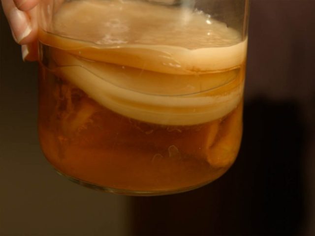 Kombucha for gout: is it possible or not, what is useful, how much and how to drink