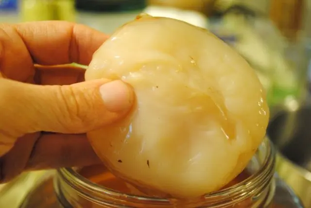 Kombucha with pancreatitis: is it possible to take, how to drink