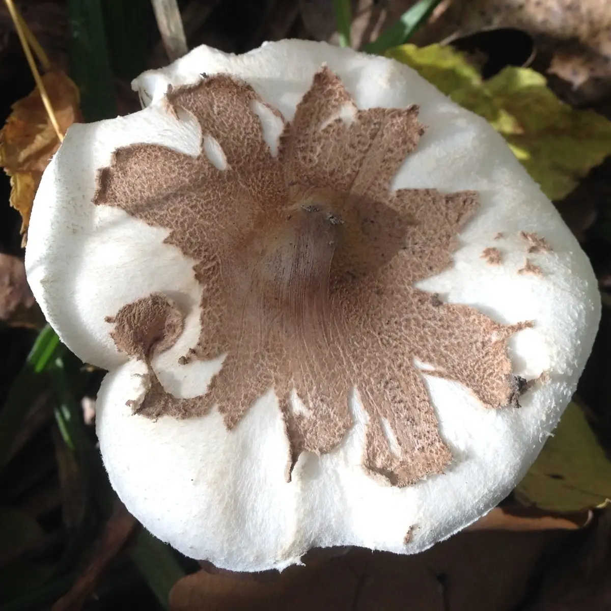 Konrads umbrella (Macrolepiota konradii) photo and description