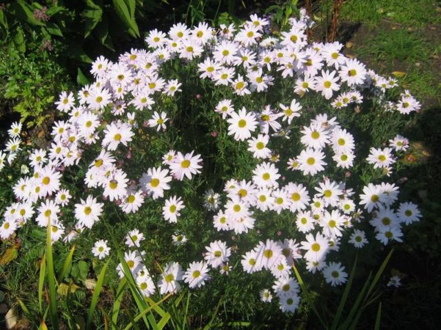 Korean chrysanthemums: perennial, winter-hardy + photo