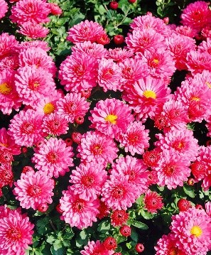 Korean chrysanthemums: perennial, winter-hardy + photo