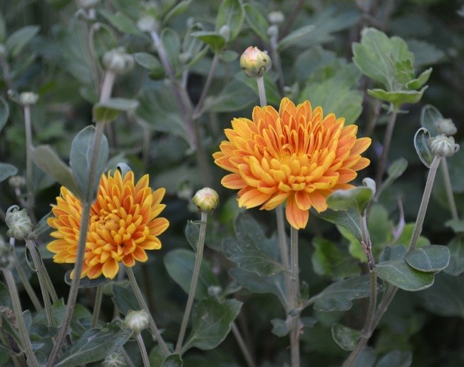 Korean chrysanthemums: perennial, winter-hardy + photo