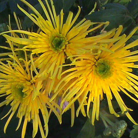 Korean chrysanthemums: perennial, winter-hardy + photo