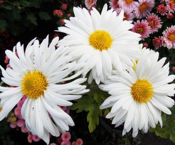 Korean chrysanthemums: perennial, winter-hardy + photo