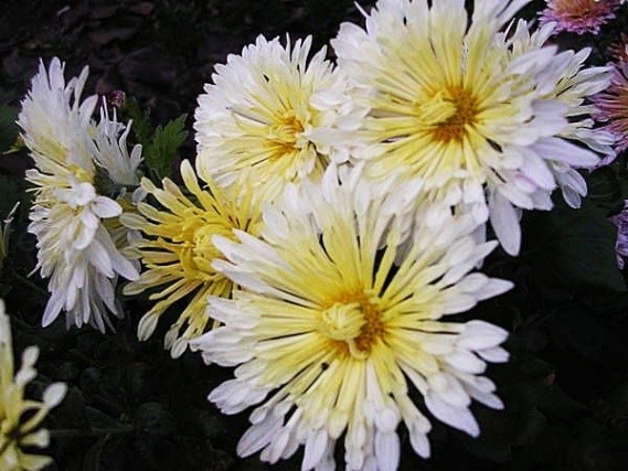 Korean chrysanthemums: perennial, winter-hardy + photo