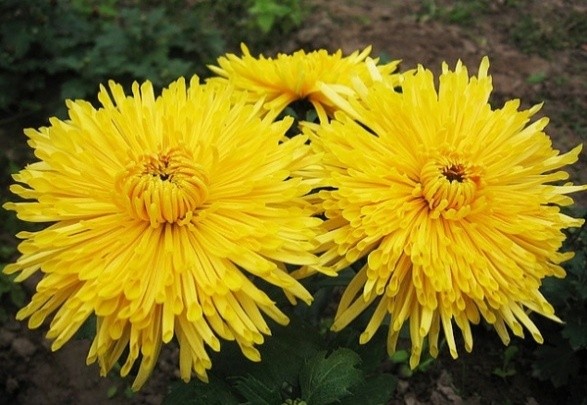 Korean chrysanthemums: perennial, winter-hardy + photo