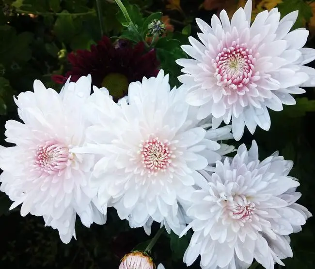 Korean chrysanthemums: perennial, winter-hardy + photo